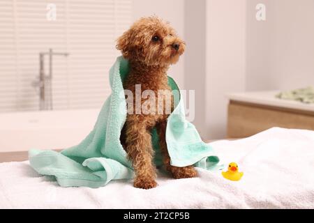 Mignon chien Maltipoo enveloppé dans une serviette et canard en caoutchouc dans la salle de bain. Adorable animal de compagnie Banque D'Images