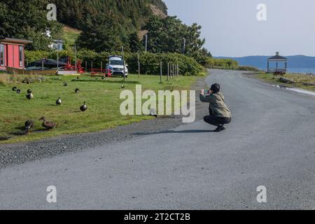 Canards buvant de l'eau à lance Cove sur l'île Bell, Terre-Neuve-et-Labrador, Canada Banque D'Images