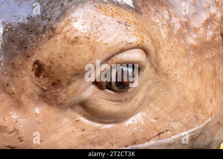 Un visage avec l'œil d'un hippopotame flottant Banque D'Images
