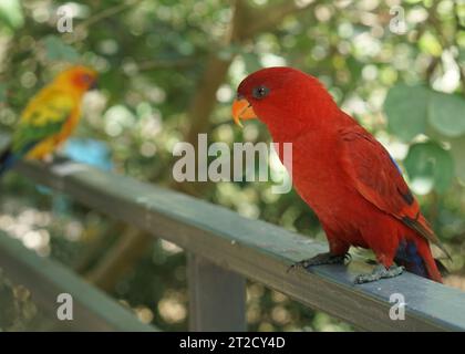 Le rouge lory ou EOS bornea perché sur la clôture du parc devant fond vert, une espèce de perroquet de la famille des Psittaculidae. Banque D'Images