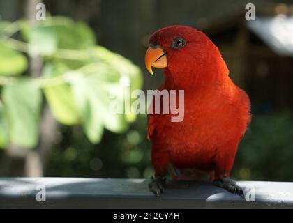 Le rouge lory ou EOS bornea perché sur la clôture du parc devant fond vert, une espèce de perroquet de la famille des Psittaculidae. Banque D'Images