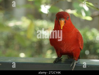 Le rouge lory ou EOS bornea perché sur la clôture du parc devant fond vert, une espèce de perroquet de la famille des Psittaculidae. Banque D'Images