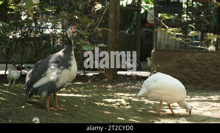 Groupe de Guineafowl dans le parc ornithologique, ce sont des oiseaux de la famille des Numididae dans l'ordre des Galliformes. Banque D'Images