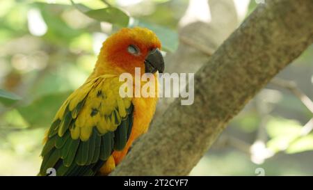 Mignon oiseau jaune de conure de soleil dort sur la branche d'arbre à l'intérieur du grand dôme de volière dans le parc d'oiseaux Banque D'Images