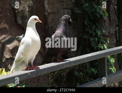 belles colombes blanches debout sur une clôture dans un grand jardin botanique à l'intérieur du dôme de volière Banque D'Images