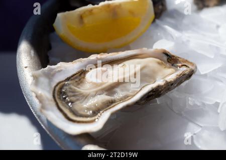 Manger des huîtres vivantes fraîches au café de la ferme dans le village ostréicole, bassin d'Arcachon, presqu'île du Cap Ferret, Bordeaux, France, gros plan Banque D'Images