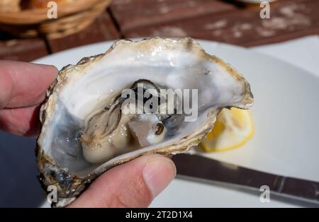 Manger des huîtres vivantes fraîches au café de la ferme dans le village ostréicole, bassin d'Arcachon, presqu'île du Cap Ferret, Bordeaux, France, gros plan Banque D'Images