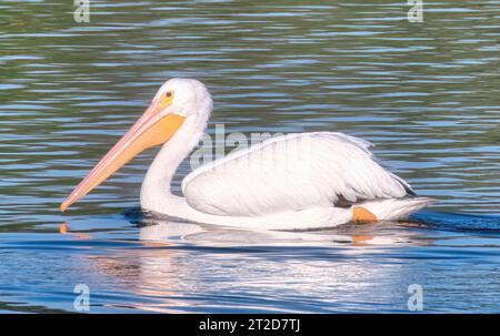 White Pelican Bird nage à travers un lac bleu par une journée ensoleillée Banque D'Images