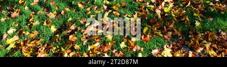 Signes d'automne, feuilles d'érable sèches sur une pelouse verdoyante mise en valeur par la lumière du soleil, comme un fond de nature Banque D'Images