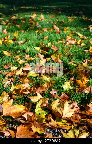 Signes d'automne, feuilles d'érable sèches sur une pelouse verdoyante mise en valeur par la lumière du soleil, comme un fond de nature Banque D'Images