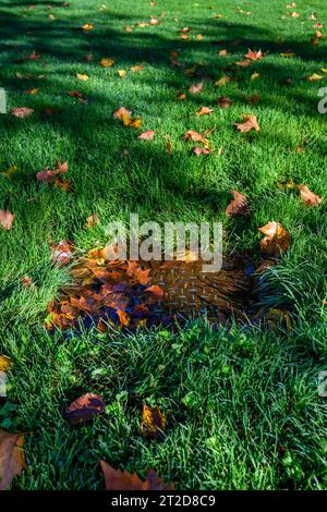 Couvercle en plastique sur le système d'irrigation recouvert d'eau de pluie et de feuilles d'érable tombées, encastré dans une pelouse verdoyante Banque D'Images