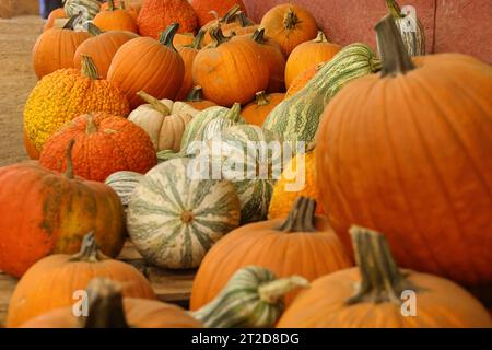 Une sélection de citrouilles de différentes tailles et formes sur une table à un marché extérieur Banque D'Images