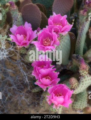 Cactus en fleur Banque D'Images