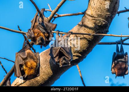 Une grande colonie de petits renards volants rouges australiens ou chauves-souris fruitières, pteropus scapulatus, originaire du nord et de l'est de l'Australie Banque D'Images