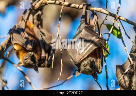 Une grande colonie de petits renards volants rouges australiens ou chauves-souris fruitières, pteropus scapulatus, originaire du nord et de l'est de l'Australie Banque D'Images