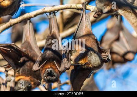 Une grande colonie de petits renards volants rouges australiens ou chauves-souris fruitières, pteropus scapulatus, originaire du nord et de l'est de l'Australie Banque D'Images