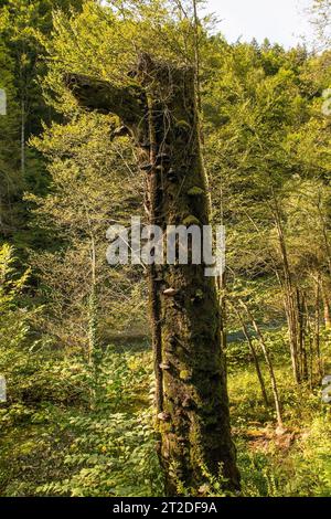 Champignons poussant sur un arbre mort moussé à Kamacnik Kanjon, comté de Primorje-Gorski Kotar, nord-ouest de la Croatie. Août Banque D'Images