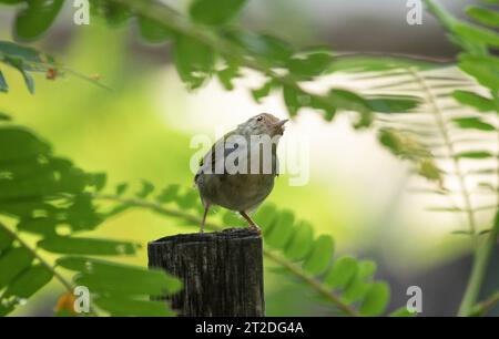 Tropical Common Tailor Bird connu pour chanter l'oiseau ou l'oiseau Darzee trouvé dans les paysages urbains semi-urbains en Asie tropicale Banque D'Images