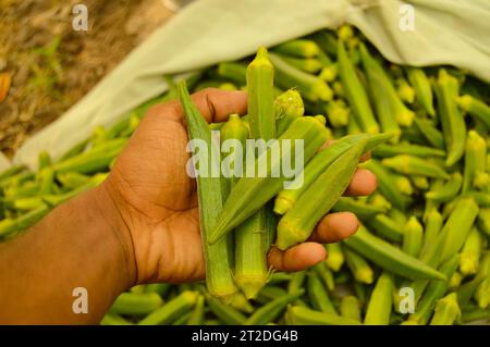 lady finger sur le marché. Stock de doigt de dames. Légumes okra. Légume vert. Beaucoup de doigts de dame. Gros de Lady Fingers. Banque D'Images