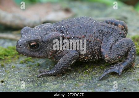 Gros plan sur un crapaud commun d'Europea, Bufo bufo assis dans le jardin Banque D'Images