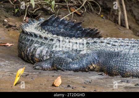 Crocodile d'eau salée, Crocodylus porosus, sur la rive d'une rivière sauvage près de Cairns dans l'extrême nord du Queensland Banque D'Images