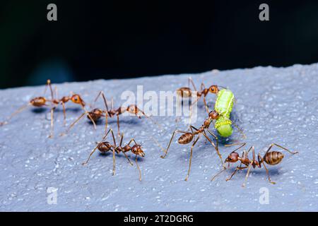 L'équipe de fourmis rouges déplace la proie, fourmis rouges est un travail d'équipe, focalisation sélective. Banque D'Images