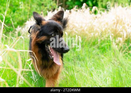 Chien de berger allemand dans le harnais pour une promenade couchée, courir, marcher sur l'herbe dans la journée ensoleillée d'été Banque D'Images