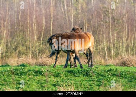 Deux des poneys d'Exmoor brun sauvage, contre un fond de forêt et de roseau. Piquer, élever et frapper. couleurs d'automne en hiver. Pays-Bas Banque D'Images