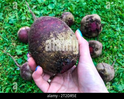 betteraves oblongues et ovales brillantes cueillies dans le jardin. une fille avec une manucure bleue élégante tient un fruit de betterave dans sa main. le nai peint du jardinier Banque D'Images