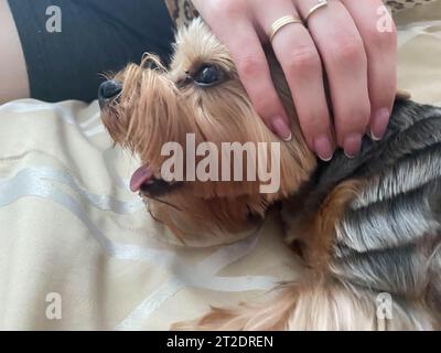 Une femme caresse un petit chien Yorkshire Terrier moelleux avec sa main, qui repose sur le lit. Banque D'Images