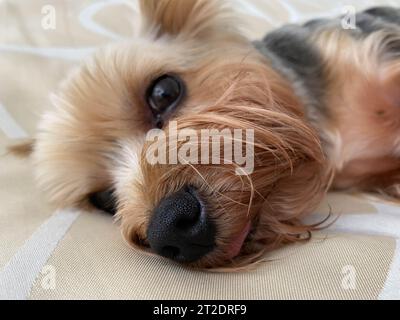 Un petit chien moelleux, animal domestique, Yorkshire Terrier avec un visage joyeux avec de grands yeux noirs et une langue étirée est endormi sur le BE Banque D'Images