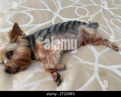 Chien allongé sur des oreillers beiges sur le canapé, chien de compagnie Yorkshire terrier. Banque D'Images