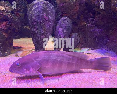 Mérou géant nageant dans une ambiance aquatique sombre. Banque D'Images