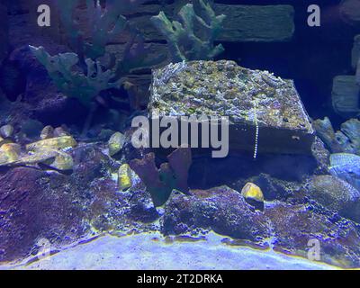 Coffre au Trésor ouvert enfoncé au fond de la mer / image à contraste élevé. Banque D'Images