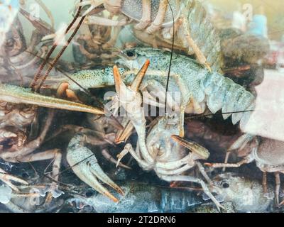 de petites écrevisses avec des griffes et des moustaches sont assises les unes sur les autres dans un aquarium. peu d'espace dans l'eau de mer, écrevisses pour la nourriture, collation de poisson. Banque D'Images