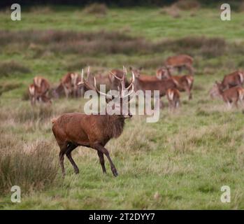 Red Deer Stag Banque D'Images