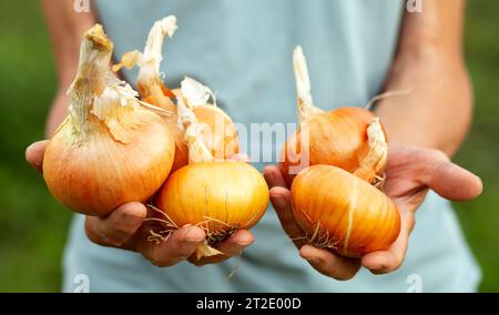 Mains des agriculteurs avec de l'oignon fraîchement récolté. Aliments sains naturels verts biologiques. Mains de femme tenant l'oignon. Mise au point sélective. Homme âgé âgé Banque D'Images