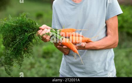 Légumes frais récoltés biologiques. Les mains d'un fermier tenant des carottes fraîches, gros plan. vieux fermier senior en chapeau de paille Banque D'Images