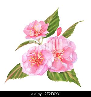 Illustration à l'aquarelle dessinée à la main. Fleurs de cerisier rose (sakura) avec des feuilles et des bourgeons verts Banque D'Images