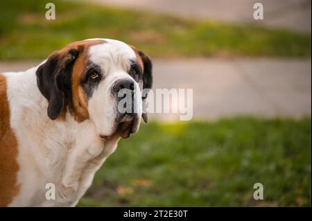 Portrait d'un chien. Un chien Saint Bernard blanc et brun sur le pré. Saint Bernard. Alpine Spaniel. Banque D'Images