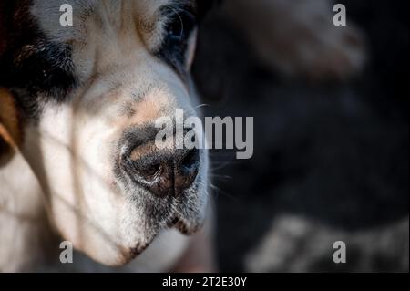 Gros plan du nez d'un chien. Un chien Saint Bernard blanc et brun. Saint Bernard. Alpine Spaniel. Banque D'Images