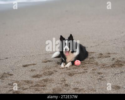 Le chien de montagne bernois se couche sur le sable au bord de la mer avec son jouet Banque D'Images