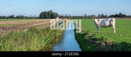vache blanche aux pays-bas avec des taches noires se dresse dans la prairie près du canal dans lequel le ciel bleu est reflété Banque D'Images