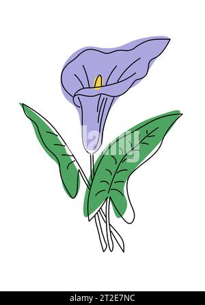 Fleur de lys de calla art de ligne avec forme de couleur violette et verte. Illustration vectorielle botanique dessinée à la main. Silhouette de contour noir pour l'affiche de carte d'impression Illustration de Vecteur