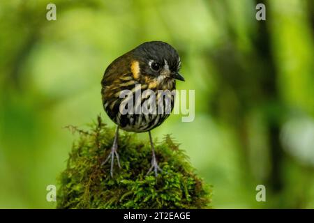 Antpitta à face en croissant (Grallaricula lineifrons) Banque D'Images