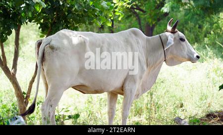 Vache indienne GIR mangeant de l'herbe au champ Banque D'Images