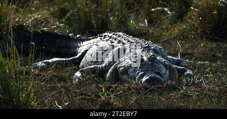 énorme crocodile couché dans l'herbe avec sa peau qui brille au soleil de l'arrière Banque D'Images