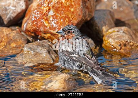 Chinchard commun (Fringilla coelebs) se baignant dans l'eau. Banque D'Images