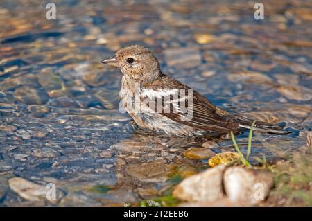 Chinchard commun (Fringilla coelebs) se baignant dans l'eau. Banque D'Images