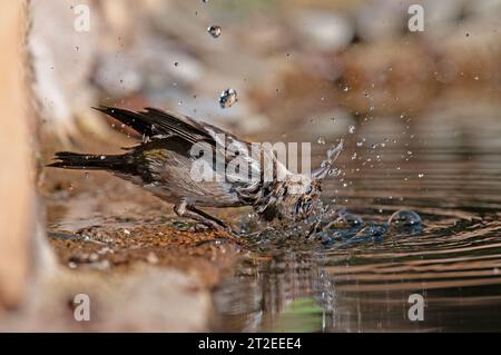 Chinchard commun (Fringilla coelebs) se baignant dans l'eau. Banque D'Images